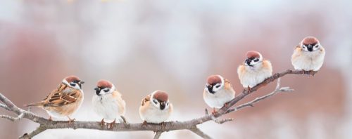 Group of Birds on a Branch