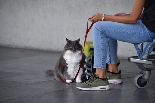 cat with owner at airport