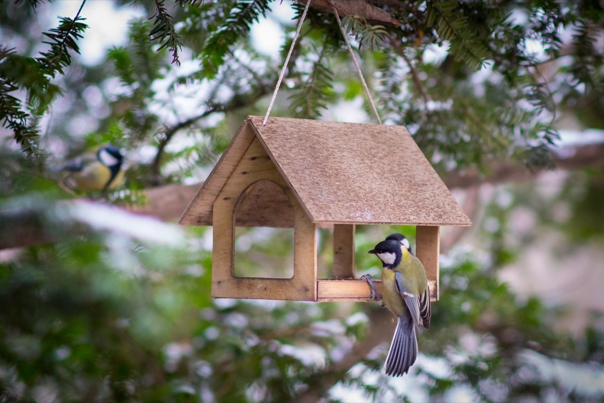 Wooden Bird House