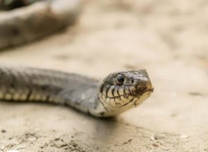 Snake inside a home.