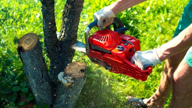 tree removal with chainsaw