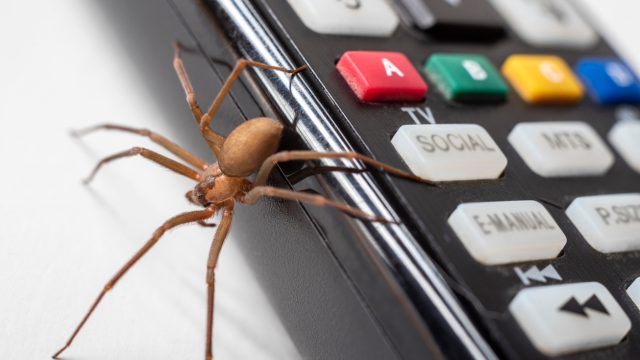 A brown recluse spider crawling off of a TV remote