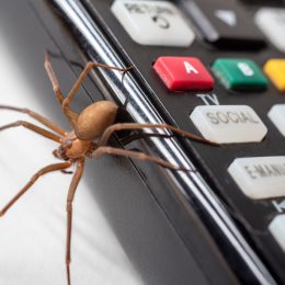 A brown recluse spider crawling off of a TV remote