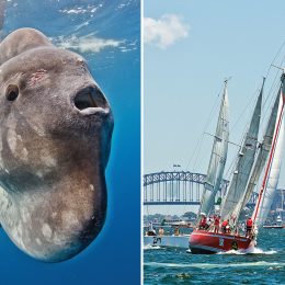 "World's Dumbest Fish" Knocks Boat Out of Famous Yacht Race. "It's a Sun Monster, It's No Fish."