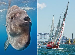 "World's Dumbest Fish" Knocks Boat Out of Famous Yacht Race. "It's a Sun Monster, It's No Fish."