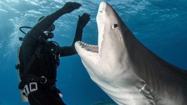 Very close interaction with Tiger Shark