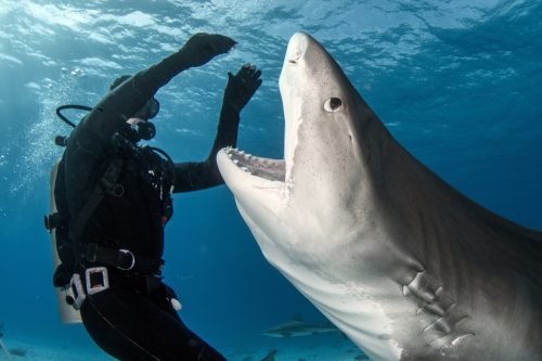 Very close interaction with Tiger Shark