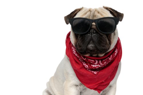 pug looking tough with sunglasses and a bandanna 