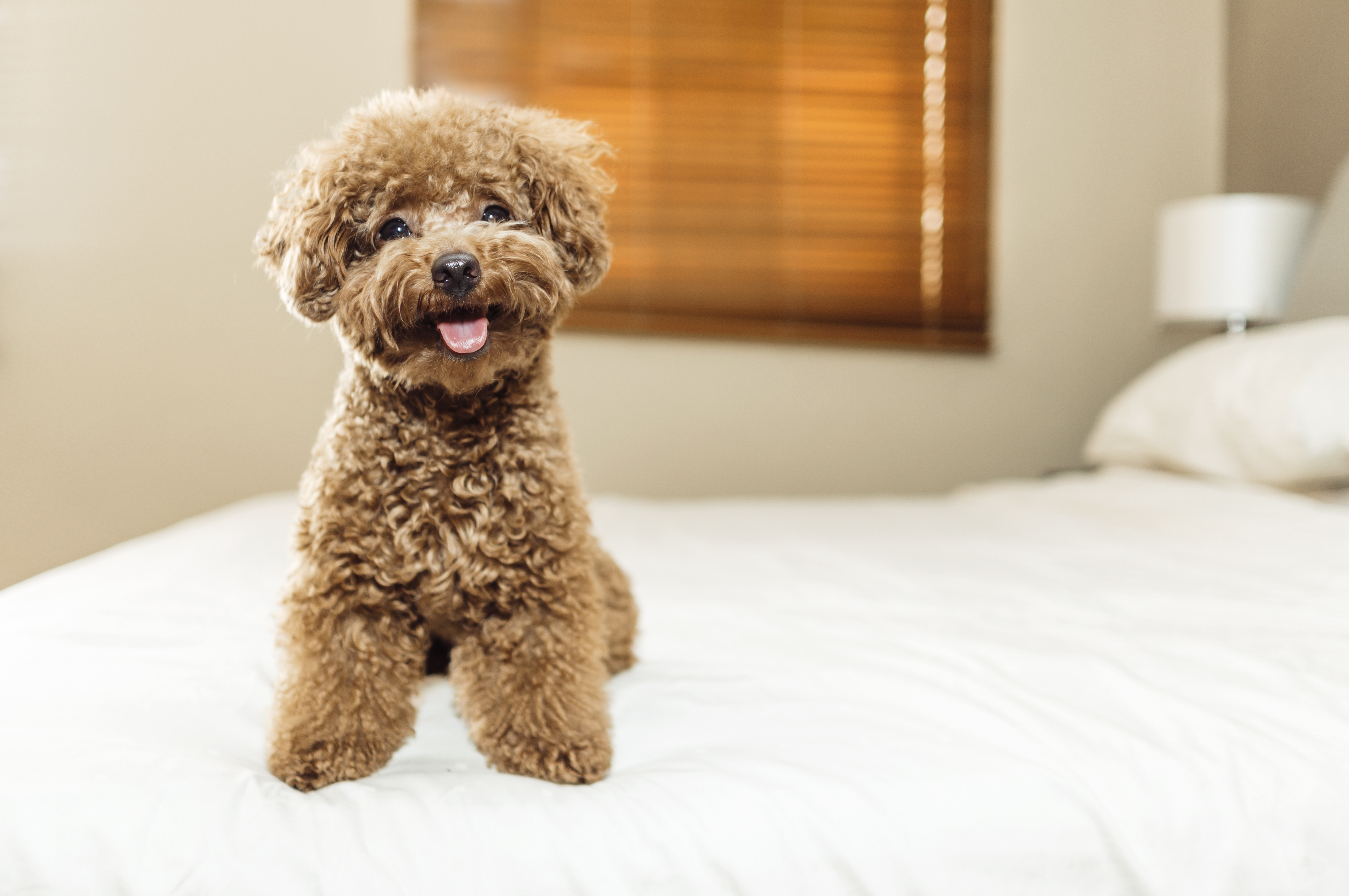 17 Best Small Dog Breeds — Best Life