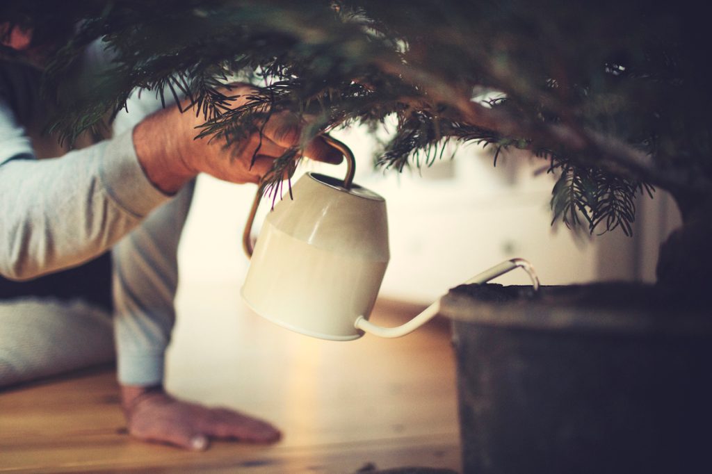 A person watering a Christmas tree
