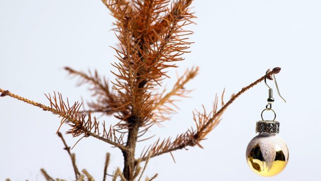 Close up of the top of a dead, brown Christmas tree with one ornament hanging.