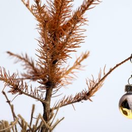Close up of the top of a dead, brown Christmas tree with one ornament hanging.