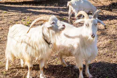 White cashmere goats on the pasture