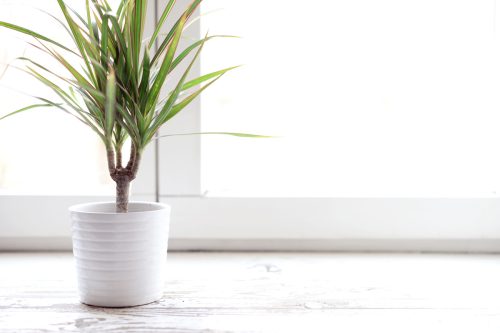 A Dracaena houseplant in a white pot sitting on the floor in front of a window
