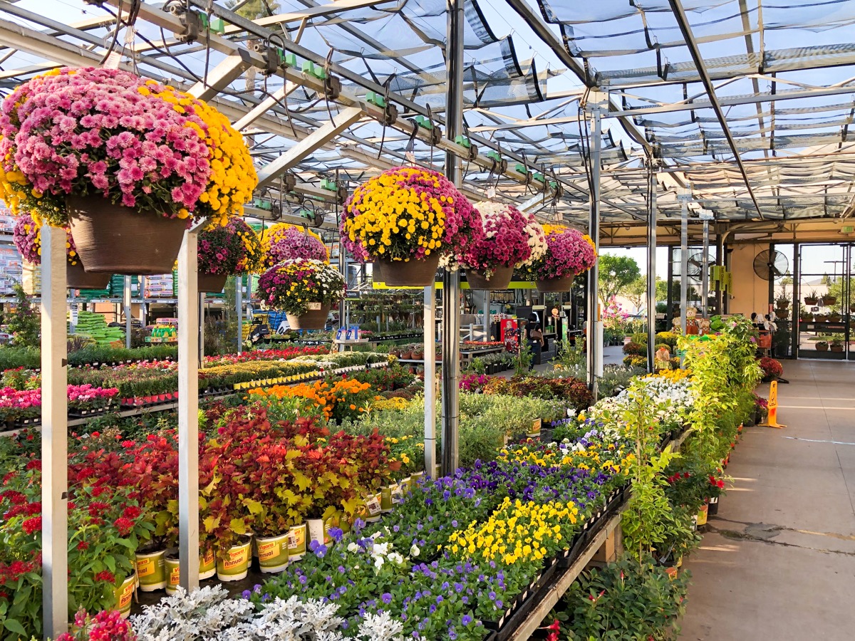 Home Depot garden section with colorful plants.