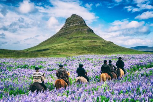 Beautiful lavender fields on a mountainside where people are riding horses. 