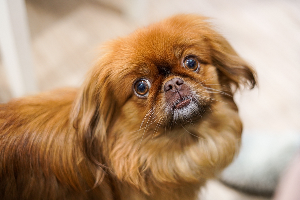 cute red-haired pekingese dog with big eyes