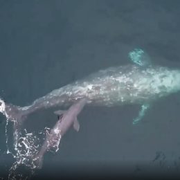 Once-in-a-Lifetime Moment Boat Passengers Witness Gray Whale Giving Birth to a Baby and Teaching it to Swim