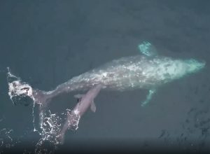 Once-in-a-Lifetime Moment Boat Passengers Witness Gray Whale Giving Birth to a Baby and Teaching it to Swim
