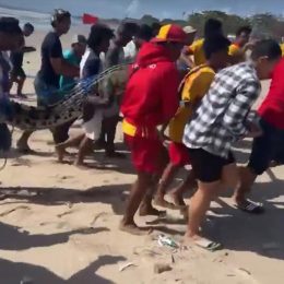 Female Beachgoer Records Hair-Raising Moment Beach Guards Carry Huge Crocodile From Water