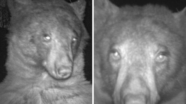 Bear selfies main