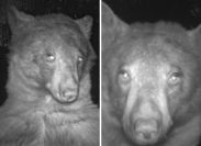 Bear in Colorado Takes Hundreds of Cute Selfies on Wildlife Camera