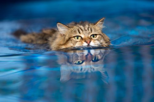 Domestic Cat Swimming in the Pool