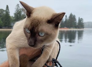 Gus the Cat Gets Death Threats for Participating in a Dog Swimming Race
