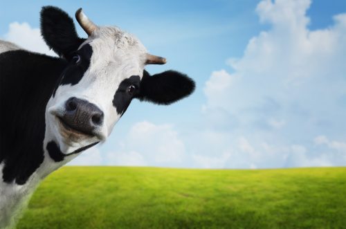 funny looking cow staring at camera with pastoral background 