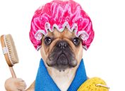 french bulldog in shower cap