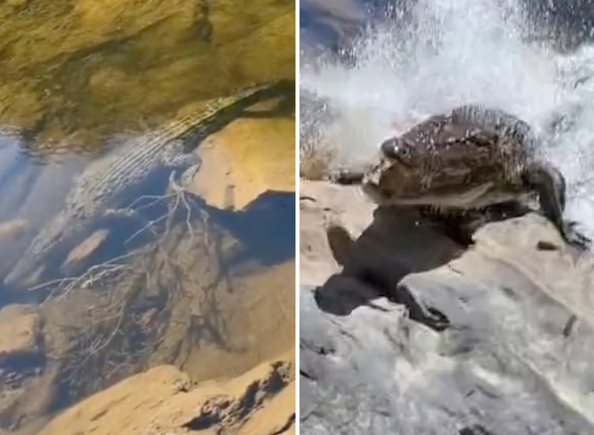 Fisherman Escapes Dragged Into the River by Saltwater Crocodile