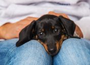 Cute dachshund puppy lying on human knees
