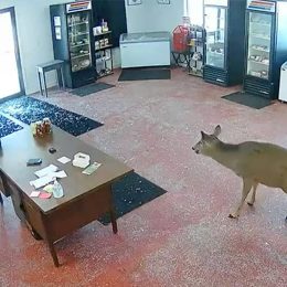Wild Moment Deer Charges Full Speed Through Glass Doors of Butcher Shop