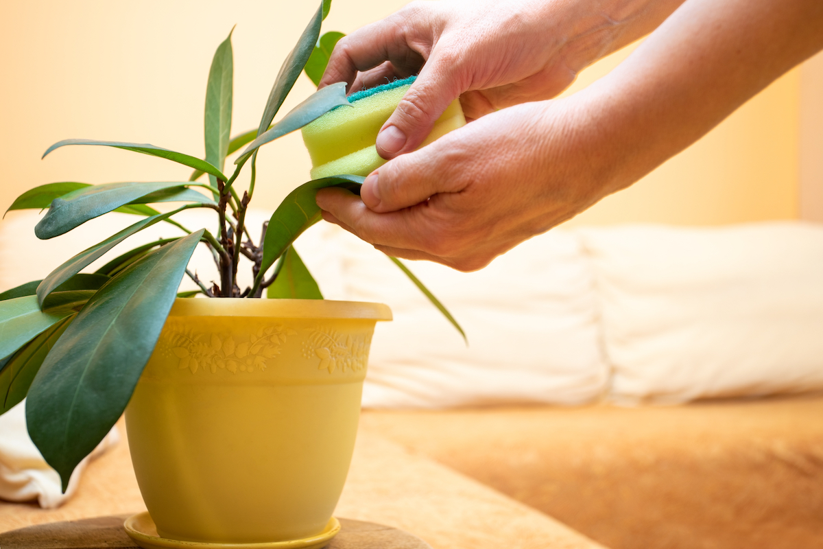 Close up of a person's hands wiping the leaves of a houseplant with a sponge.