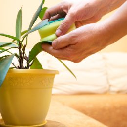 Close up of a person's hands wiping the leaves of a houseplant with a sponge.