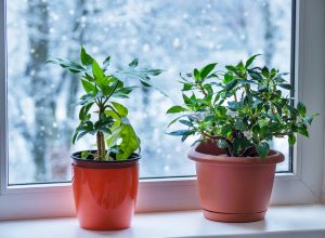 Houseplant inside on the windowsill during winter time
