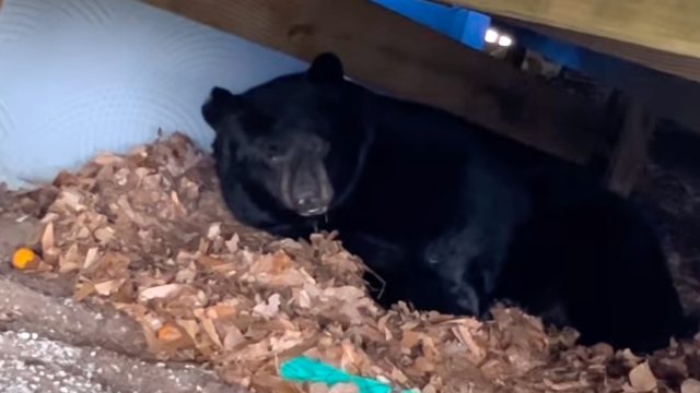 Hybernating bear 2