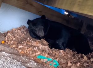 Stunning Moment Family Finds Hibernating Bear Under Their Deck—and Lets Him Stay