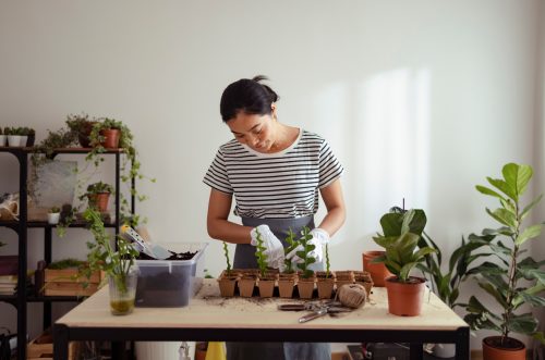 Cheerful woman is standing at the desk in her home She is wearing white gardening gloves and planting small fern plants in biodegradable pots