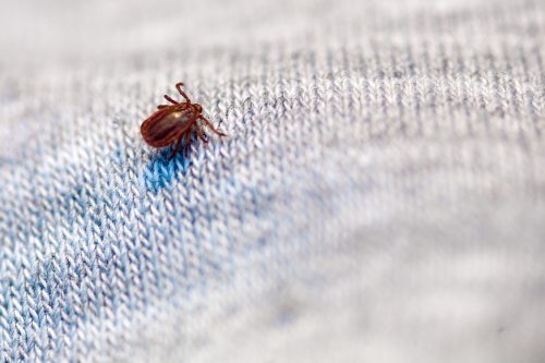Close up of a mite on clothing