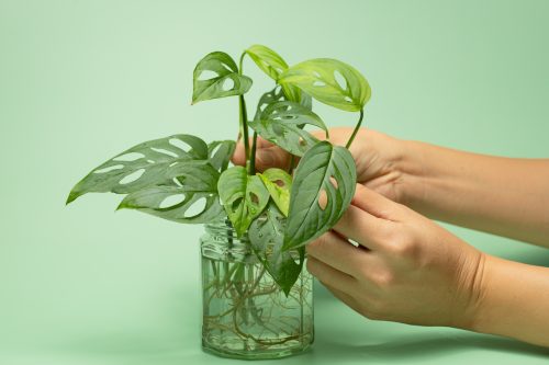 Monstera plant propagating in water