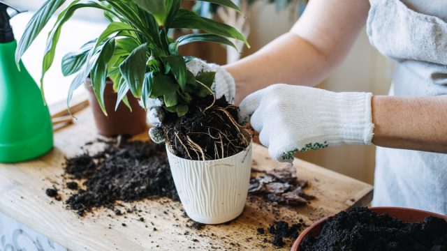 Close up of a person wearing gardening gloves re-potting a houseplant.