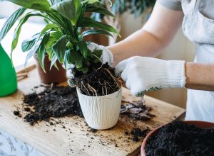 Close up of a person wearing gardening gloves re-potting a houseplant.