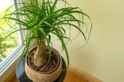 Looking down at a ponytail palm houseplant in a pot in front of a window with pale yellow walls behind.