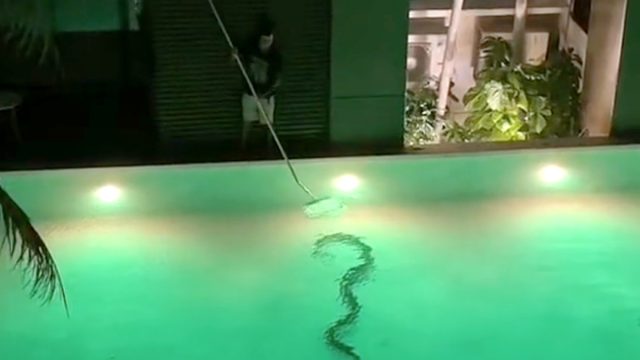 Pool snake 4
