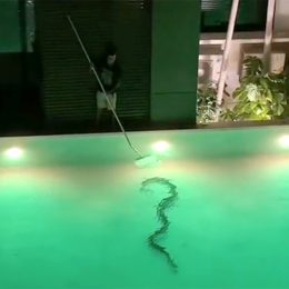 Terrifying Moment Woman Discovers 12-Foot Monster Snake Swimming in Hotel Pool