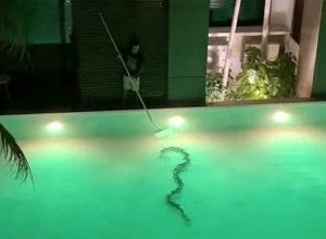 Terrifying Moment Woman Discovers 12-Foot Monster Snake Swimming in Hotel Pool