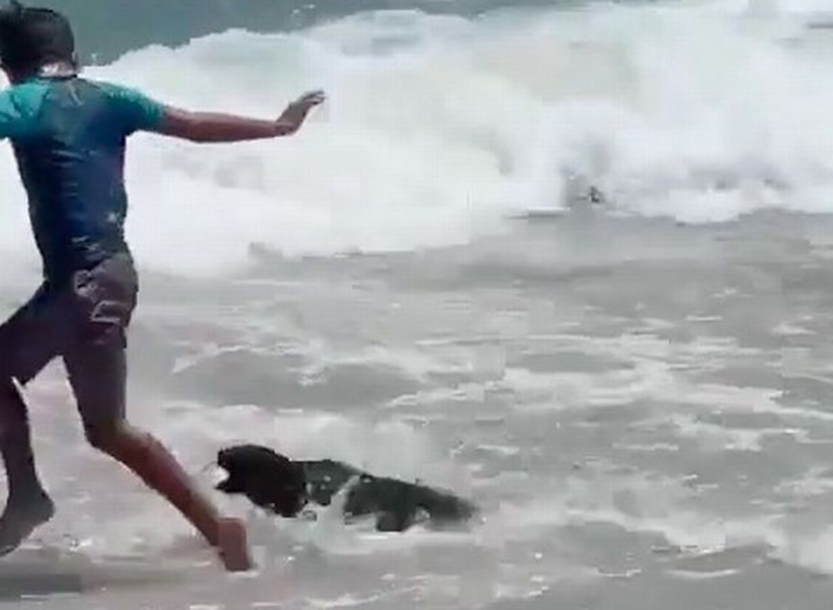 Actress Was Attacked and Bitten by Angry Seal on a Popular Beach