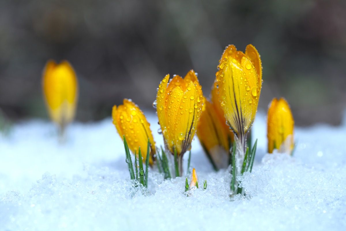 5 Flowers That Can Thrive In The Winter, Experts Say