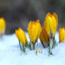 flowers thrive in winter